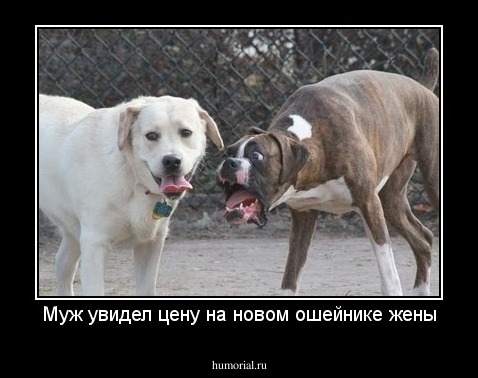Муж увидел цену на новом ошейнике жены