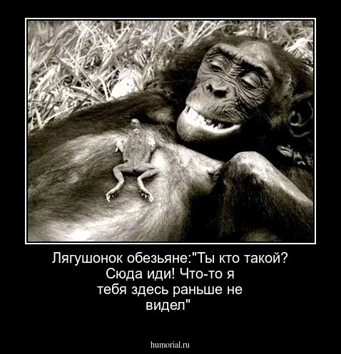Лягушонок  обезьяне:"Ты кто такой? Сюда иди! Что-то я тебя здесь раньше не видел" 
