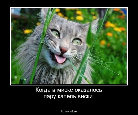 Когда в миске оказалось пару капель виски