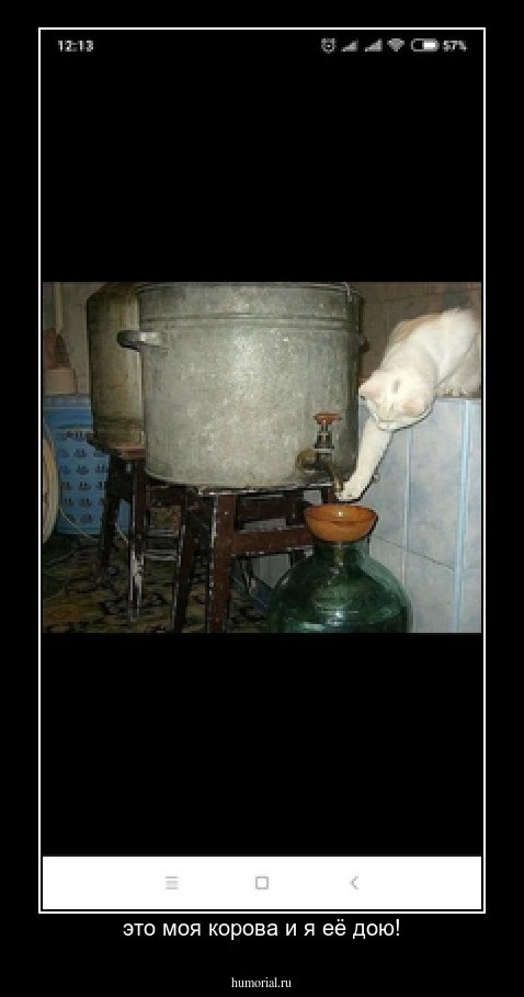 это моя корова и я её дою!