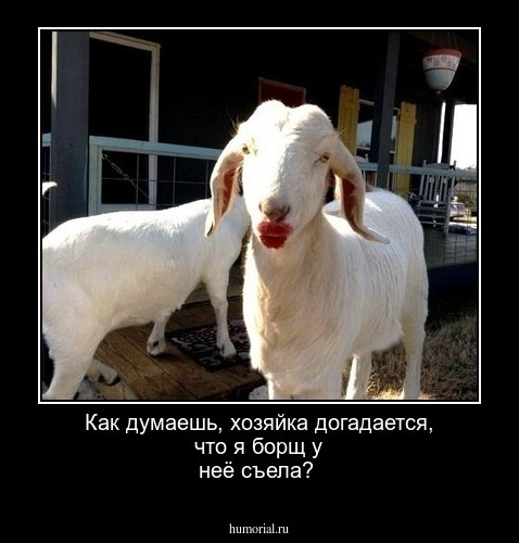 Как думаешь, хозяйка догадается, что я борщ у неё съела?