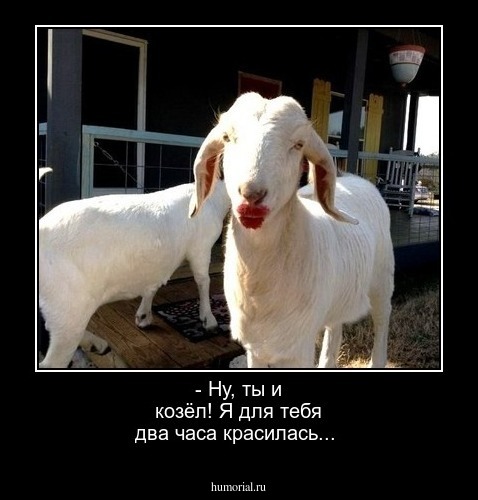 - Ну, ты и козёл! Я для тебя два часа красилась...