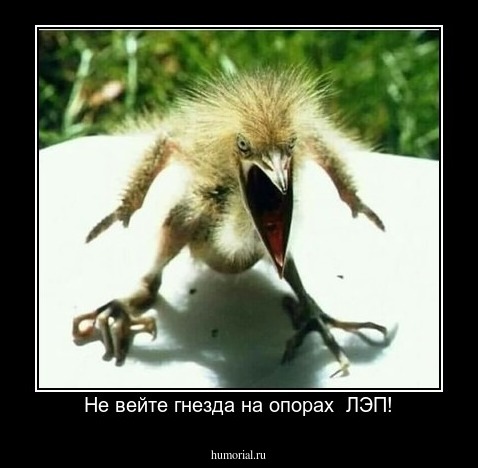 Не вейте гнезда на опорах  ЛЭП!