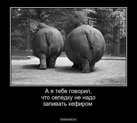 А я тебе говорил, что селедку не надо запивать кефиром
