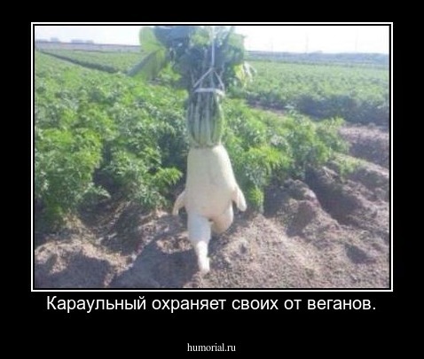 Караульный охраняет своих от веганов.