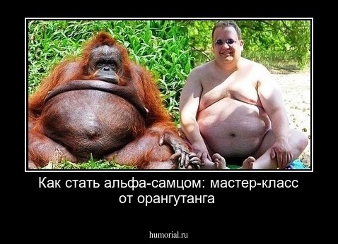 Как стать альфа-самцом: мастер-класс от орангутанга