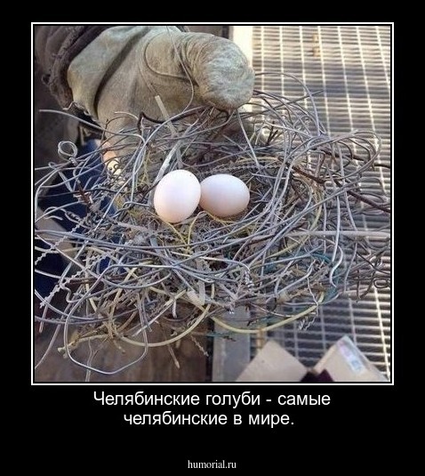 Челябинские голуби - самые челябинские в мире.