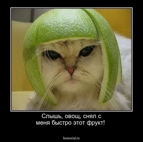 Слышь, овощ, снял с меня быстро этот фрукт!