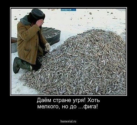 Даём стране угря! Хоть мелкого, но  до ...фига!