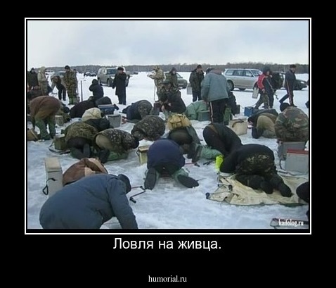 Ловля на живца.