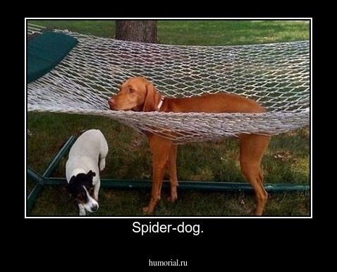 Spider-dog.