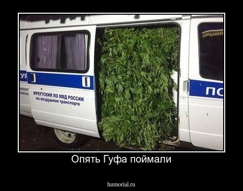 Опять Гуфа поймали