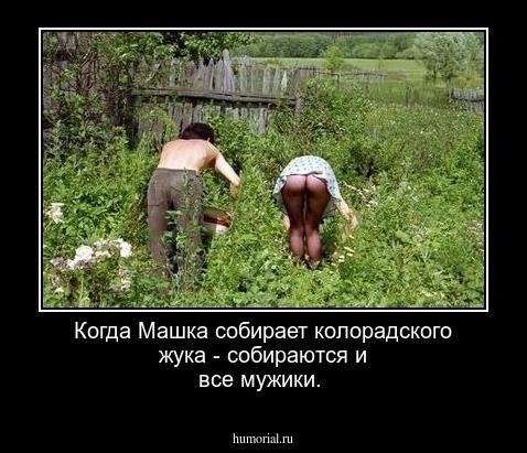Когда Машка собирает колорадского жука - собираются и все мужики.