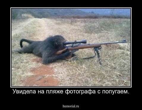 Увидела на пляже фотографа с попугаем.