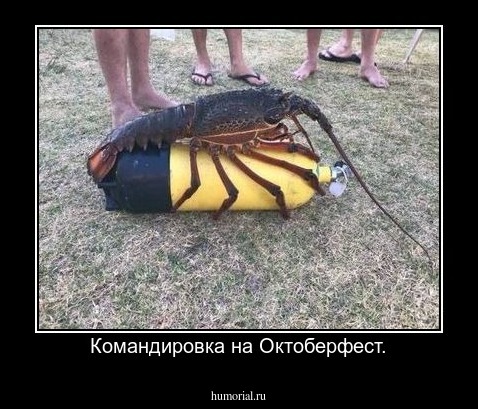 Командировка на Октоберфест.