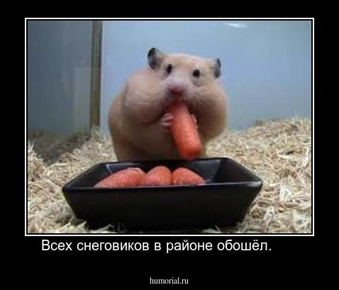 Всех снеговиков в районе обошёл.      