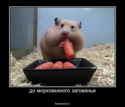 до морковкиного заговенья