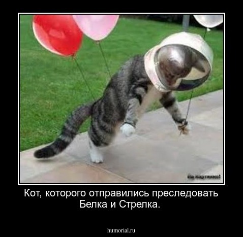 Кот, которого отправились преследовать Белка и Стрелка.