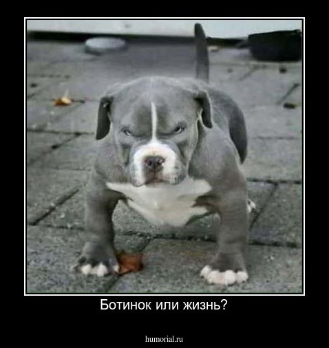 Ботинок или жизнь?