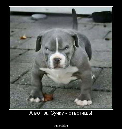 А вот за Сучку - ответишь!