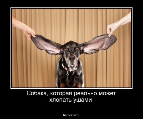 Собака, которая реально может хлопать ушами