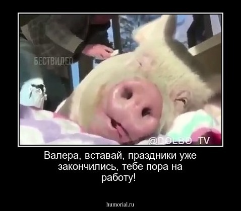 Валера, вставай, праздники уже закончились, тебе пора на работу!