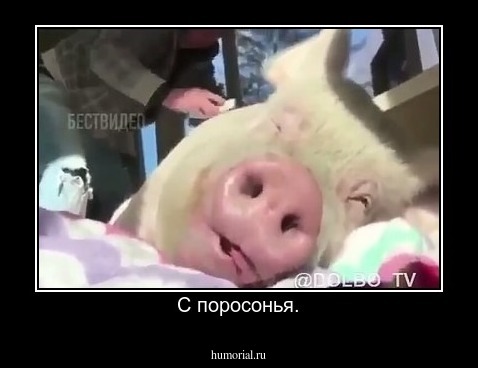 С поросонья.