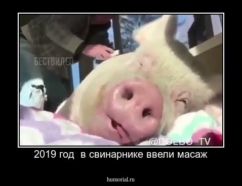 2019 год  в свинарнике ввели масаж