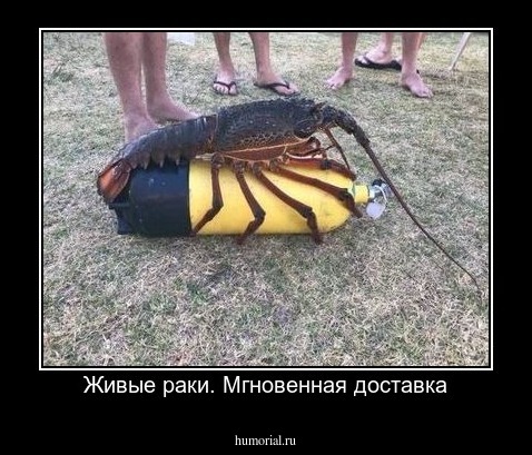 Живые раки. Мгновенная доставка