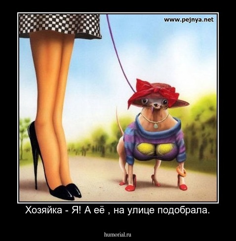 Хозяйка - Я! А её , на улице подобрала.