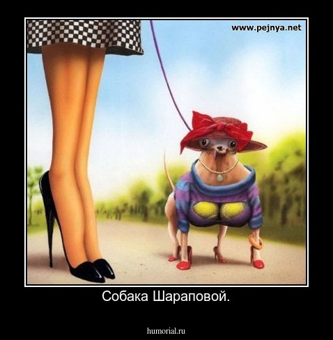 Собака Шараповой.