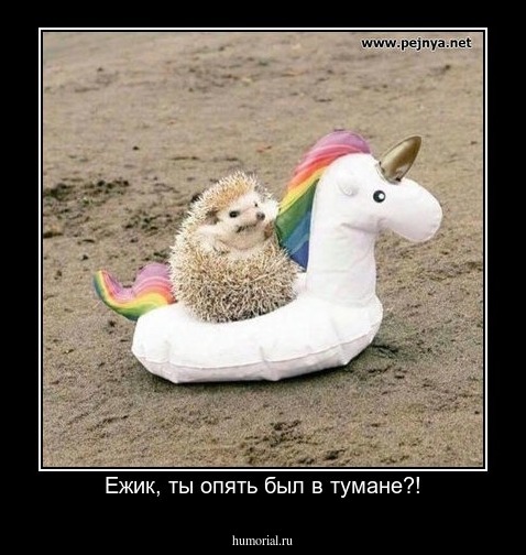 Ежик, ты опять был в тумане?!