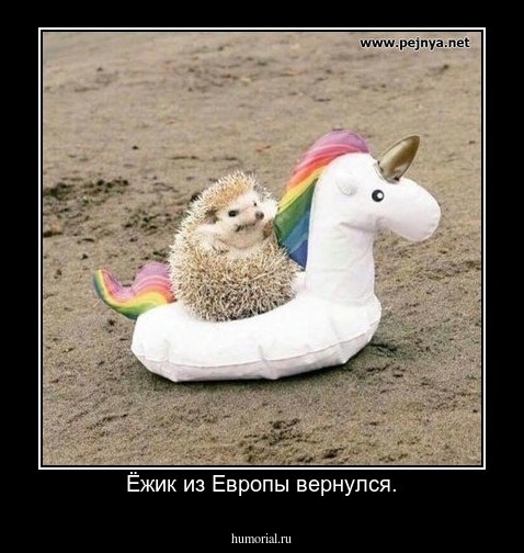 Ёжик из Европы вернулся.