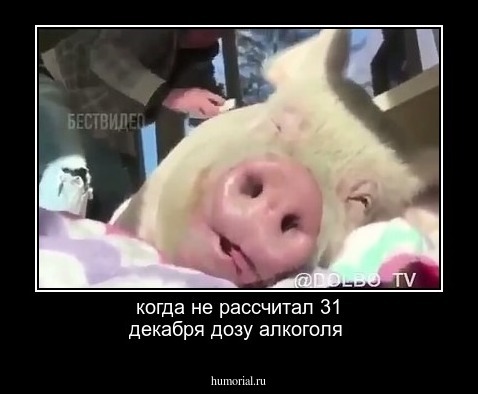 когда не рассчитал 31 декабря дозу алкоголя
