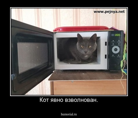 Кот явно взволнован.
