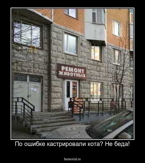 По ошибке кастрировали кота? Не беда!