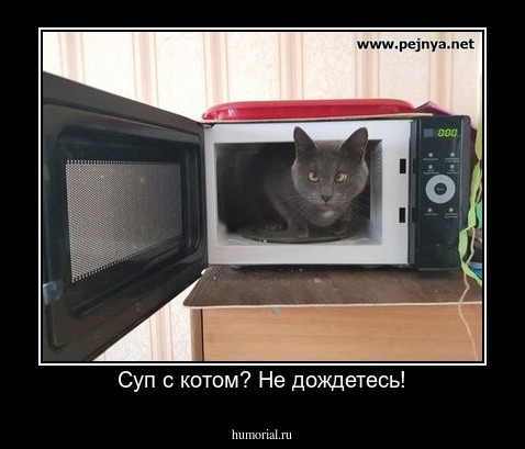 Суп с котом? Не дождетесь!