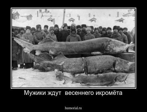 Мужики ждут  весеннего икромёта