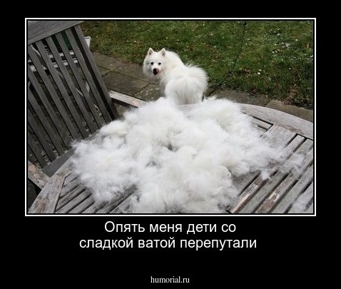 Опять меня дети со сладкой ватой перепутали