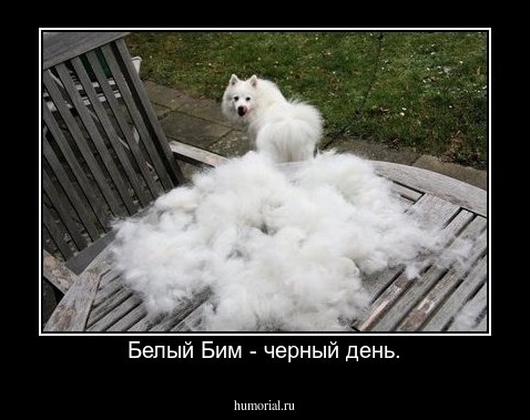 Белый Бим - черный день.
