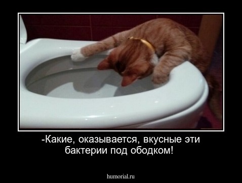 -Какие, оказывается, вкусные эти бактерии под ободком!