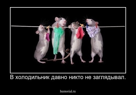В холодильник давно никто не заглядывал.