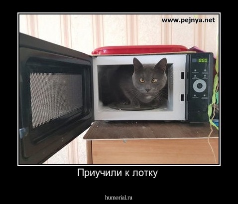 Приучили к лотку 