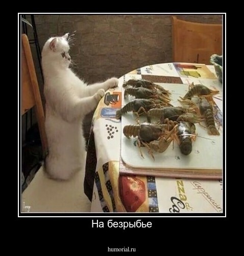 На безрыбье
