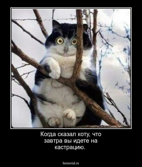 Когда сказал коту, что завтра вы идете на кастрацию.
