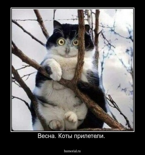 Весна. Коты прилетели. 