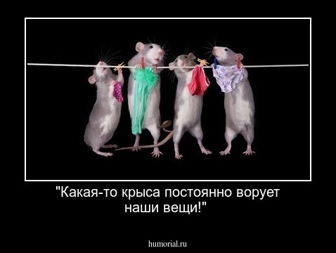 "Какая-то крыса постоянно ворует наши вещи!"