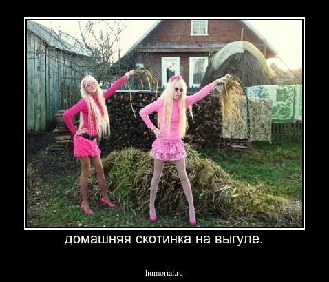 домашняя скотинка на выгуле.