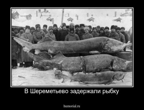 В Шереметьево задержали рыбку