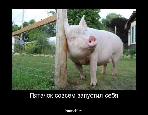 Пятачок совсем запустил себя
